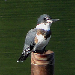 Belted Kingfisher