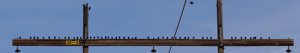 Mixed flock, all in a row
