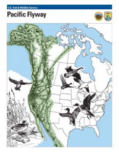 Pacific Flyway Map